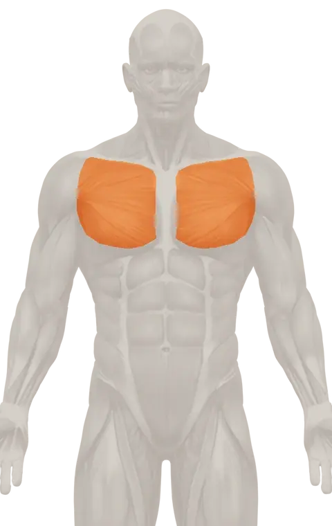 Mapa muscular de la app con el pecho iluminado en naranja